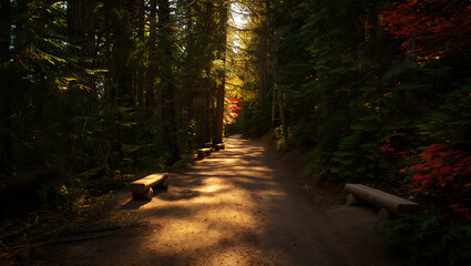 Obraz premium An enchanting path winds through the autumn forest, showcasing vibrant fall foliage and the serene beauty of nature