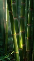 Fototapeta premium artistic professional photo of bamboo stalks with sunlight filtering through