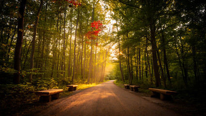 Obraz premium An enchanting path winds through the autumn forest, showcasing vibrant fall foliage and the serene beauty of nature