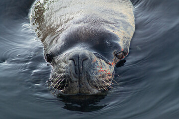 Patagonian Sea Lion Resting on Chilean Coast