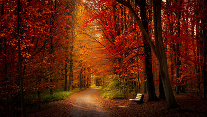 Obraz premium An enchanting path winds through the autumn forest, showcasing vibrant fall foliage and the serene beauty of nature