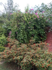 A vibrant display of Bougainvillea and Hamelia patens in full bloom