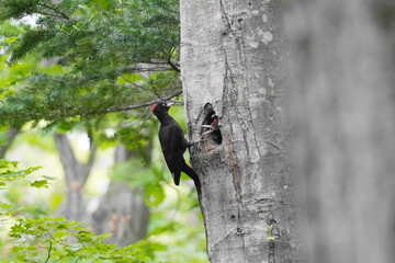 巣穴から顔を出すクマゲラの幼鳥