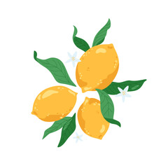 Sicilian lemons with leaves and small flowers. Simple composition with citrus fruits. Vector abstract illustration. Summer art. Tropical juicy food.
