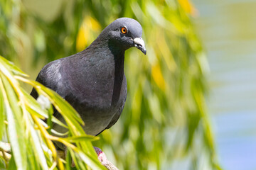 Portrait of rock dove up close. High quality photo