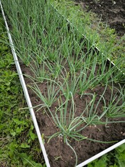 bed of green onions in the garden