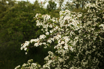 Close-up of blooming white flowers on a spring bush in Serbian countryside.