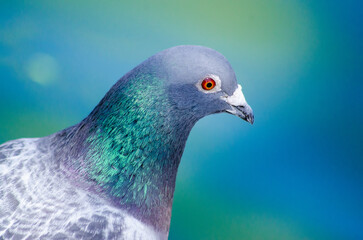 Portrait of rock dove up close. High quality photo