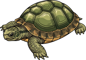 Realistic Tortoise Illustration