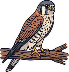 American Kestrel Perched on Branch