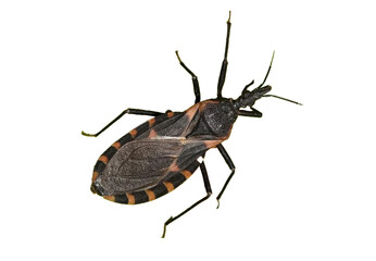 kissing bug png