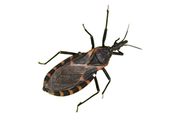 kissing bug png