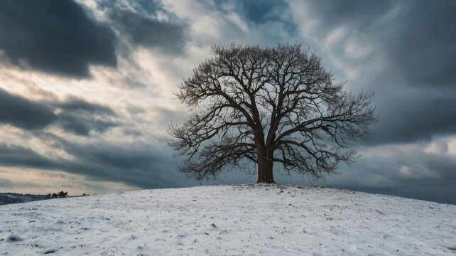 Single tree on snowy hill with dramatic clouds, majestic view of landscape