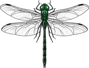 Dragonfly vector illustration