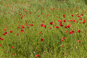 Field of red poppies in field