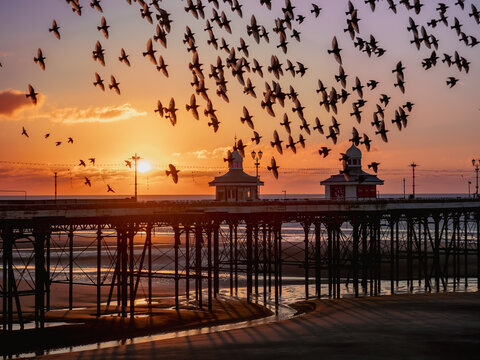 Murmuration at North pier in Blackpool