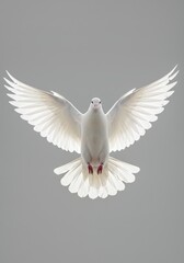 Obraz premium White dove flying with spread wings on gray background