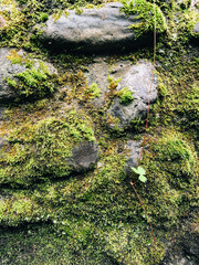 superfice in pietra e sassi ricoperta di muschio verde