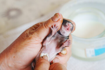 Caring for newborn rabbits during feeding process Generative AI