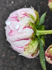 pink peony with water drops