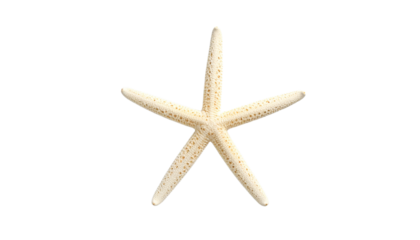 starfish isolated on solid white background  Png form
