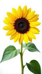Obraz premium Majestic sunflower, full bloom, against white, seed, single