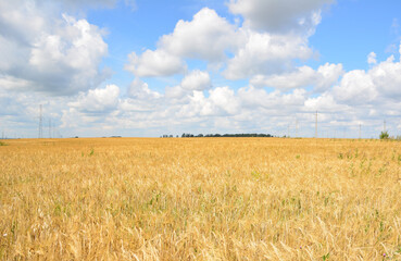 Golden wheat field under a blue summer sky with white clouds