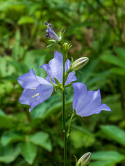 Beautiful Blue Bellflowers Blooming in a Wild Garden