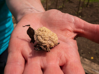 Discovered Mysterious Organic Specimen in Hand