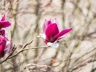 Blooming magnolia flowers add beauty to a serene spring afternoon in a tranquil garden