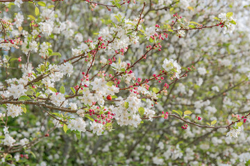 Cherry blossoms bloom in springtime garden