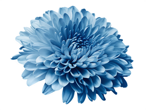  blue flower isolated on white background PNG