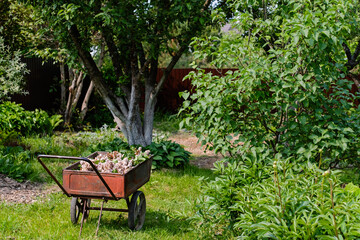 wheelbarrow with pruned lilac flower in summer garden care outdoors