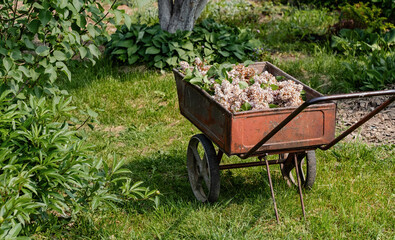 Old red wheelbarrow loaded with cut lilac blossoms sits in a vibrant summer garden surrounded by greenery.