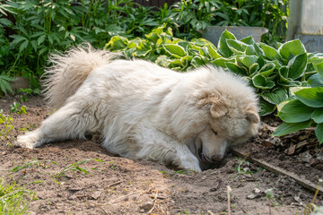 Fototapeta premium A fluffy white Samoyed dog enthusiastically digs a hole in loose garden soil near lush green hosta plants.