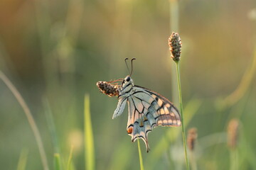 una farfalla macaone al tramonto
