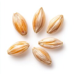 Barley grains isolated on clean white background