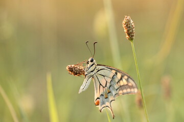 una farfalla macaone al tramonto