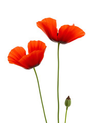 Obraz premium bright red poppy flower isolated on white