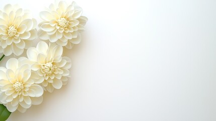 Three creamy white dahlia flowers with one green leaf visible