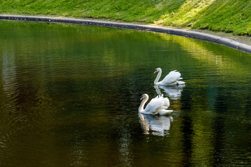 Two white swans are swimming on the greenish water of a pond, a grassy slope is visible on the shore.
