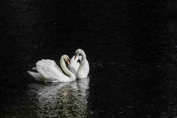 Two white swans with curved necks on dark water form a heart symbol, reflections are visible.
