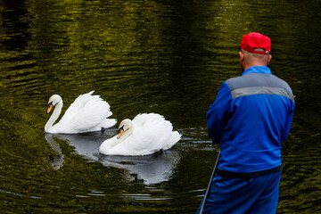 A person in a red cap and blue uniform stands by the water, observing two white swans.