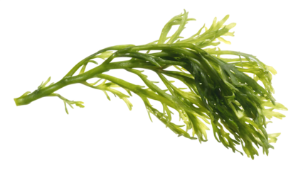 seaweed isolated on white background PNG