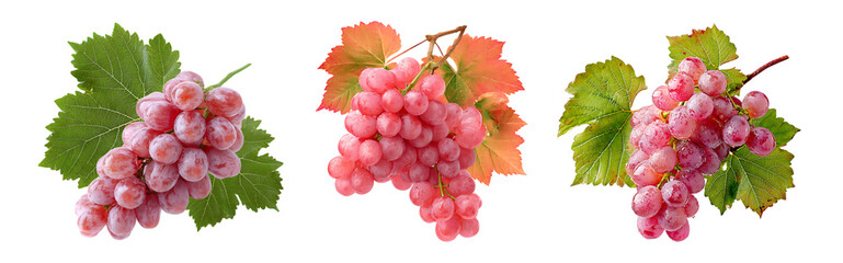 Fototapeta premium Three bunches of pink grapes with leaves