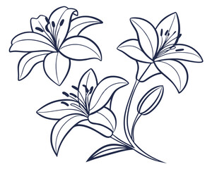 Elegant Black Line Art Lily Illustration