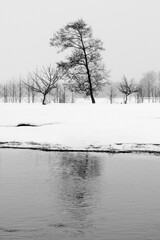 Black Silhouettes of Trees in winter in a white Snow Field