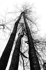 Black Silhouettes of tree Branches in the Snow against the Sky in Perspective