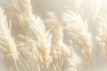 Close-up of pampas grass in a field