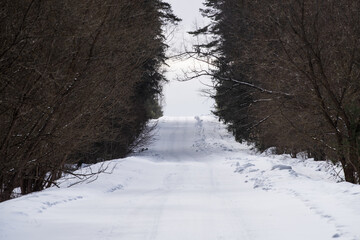 Snowy Road uphill in a dense Winter Forest